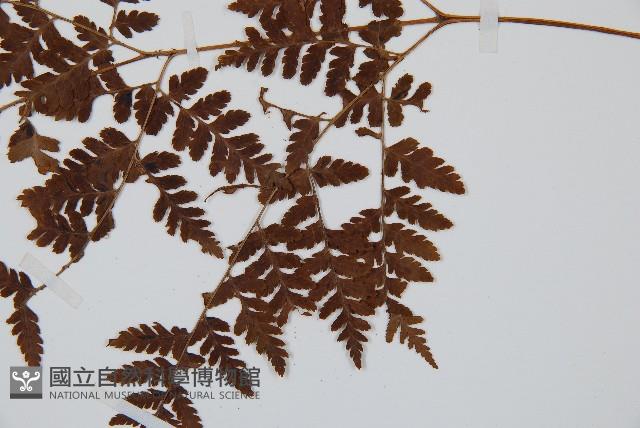中華鱗毛蕨藏品圖，第3張