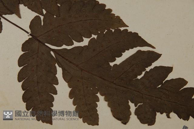 陰地三叉蕨藏品圖，第3張