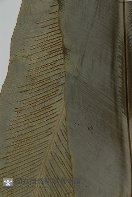 山蘇花藏品圖，第3張