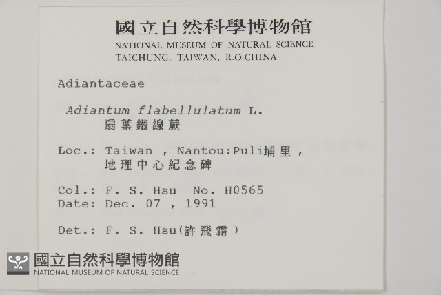 扇葉鐵線蕨藏品圖，第2張