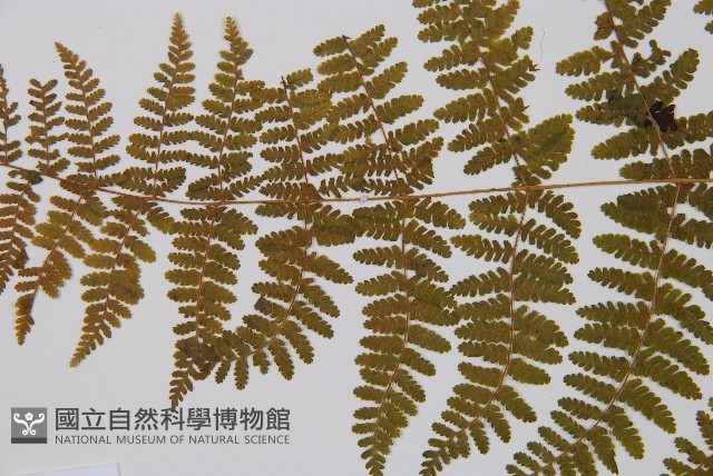粗柄毛冷蕨藏品圖，第3張