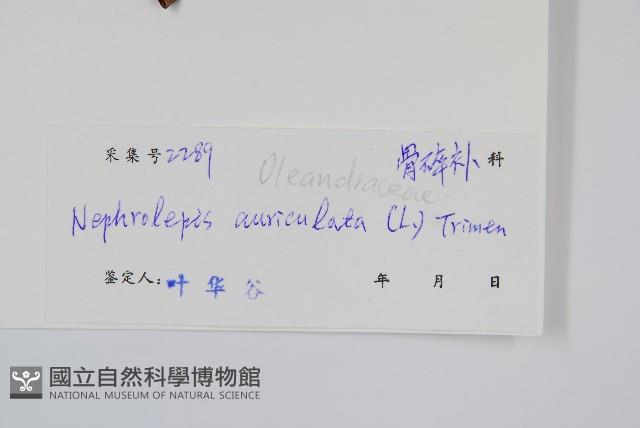 腎蕨藏品圖，第2張