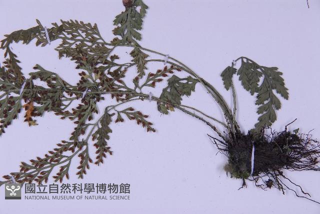 尖葉鐵角蕨藏品圖，第3張