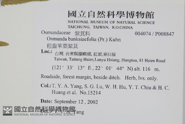 粗齒革葉紫萁藏品圖，第2張