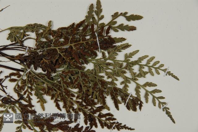 深山鐵角蕨藏品圖，第5張