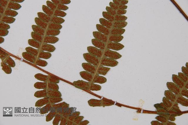 東洋蹄蓋蕨藏品圖，第3張