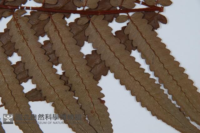 Accession Number:P001247 Collection Image, Figure 3, Total 5 Figures