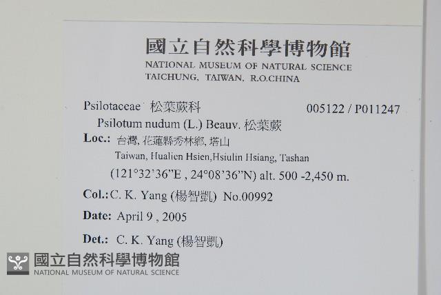 松葉蕨藏品圖，第2張