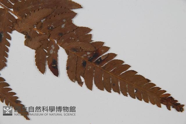 兩色鱗毛蕨藏品圖，第3張
