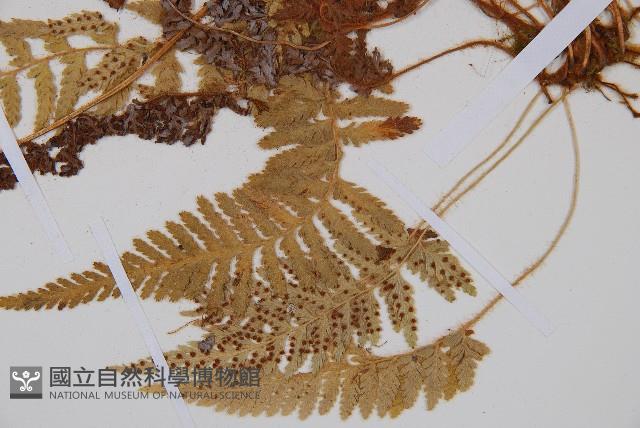 Accession Number:P002977 Collection Image, Figure 3, Total 5 Figures