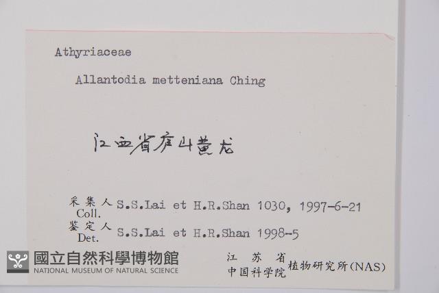 江南短腸蕨藏品圖，第2張