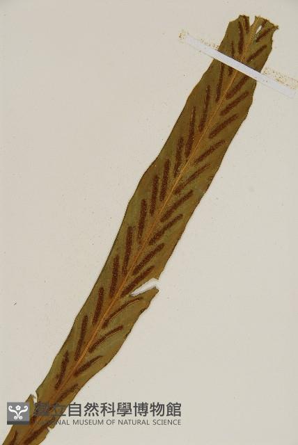 劍葉鐵角蕨、箭葉鐵角蕨藏品圖，第3張