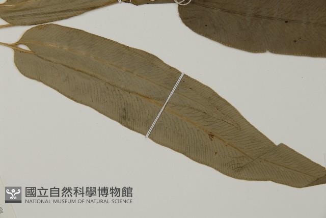 日本鳳丫蕨藏品圖，第3張