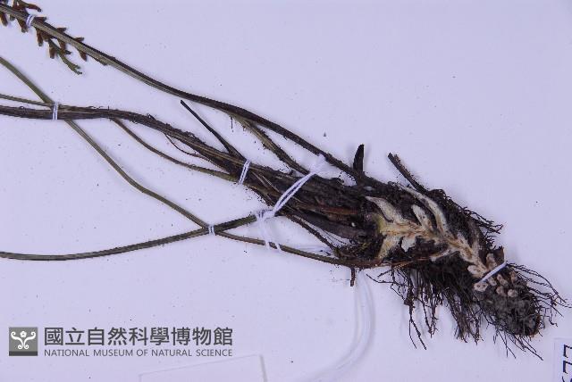 尖葉鐵角蕨藏品圖，第3張