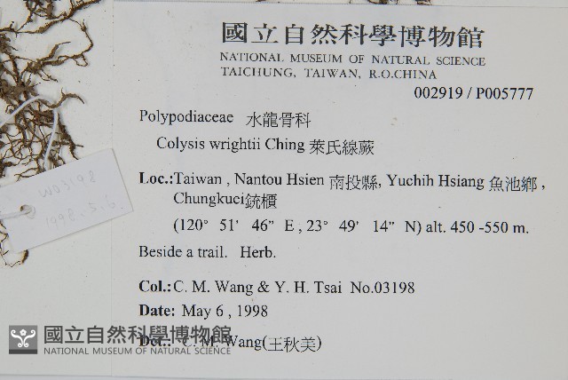 萊氏線蕨藏品圖，第2張