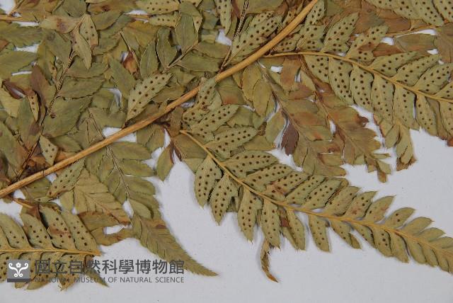 登錄號:P003777藏品圖，第3張