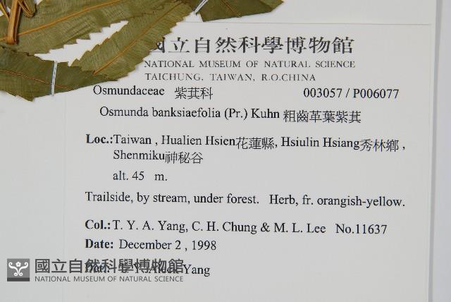 粗齒革葉紫萁藏品圖，第2張