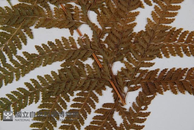 粗毛鱗蓋蕨藏品圖，第3張