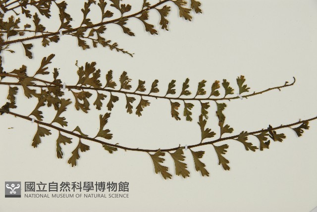 鱗柄鐵角蕨藏品圖，第3張
