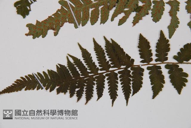 東洋蹄蓋蕨藏品圖，第3張