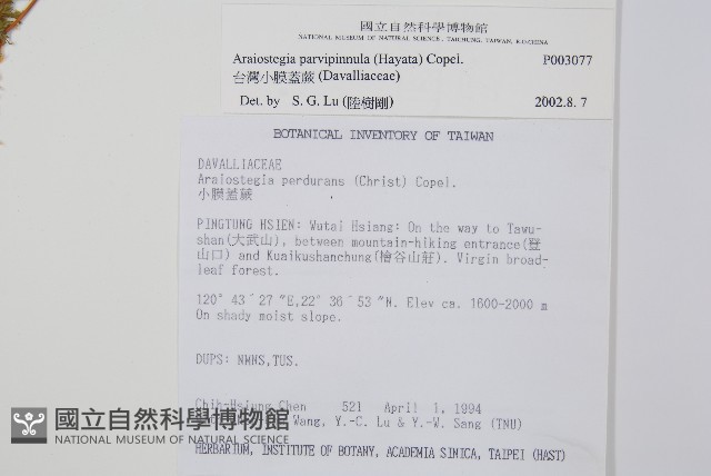 台灣小膜蓋蕨藏品圖，第2張