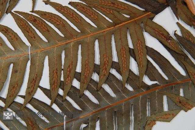 生芽狗脊蕨、頂芽狗脊蕨藏品圖，第3張