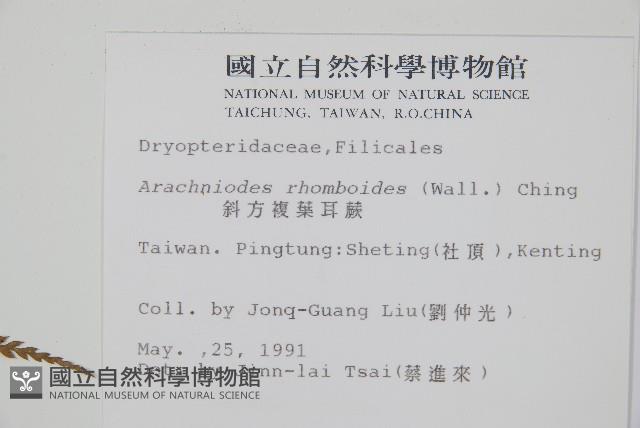 斜方複葉耳蕨藏品圖，第2張