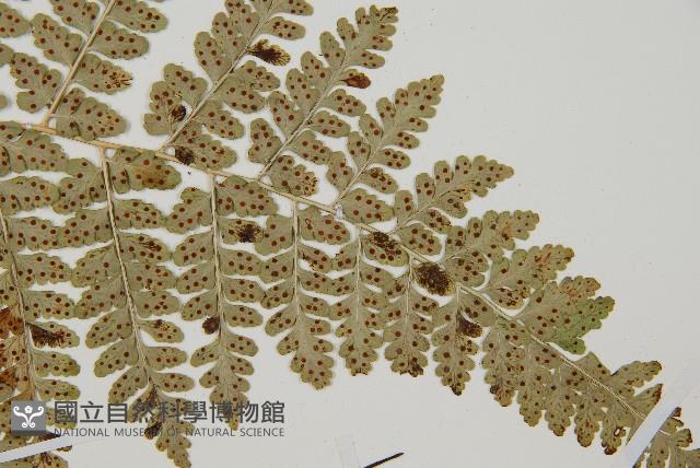 哈氏假複葉耳蕨藏品圖，第3張