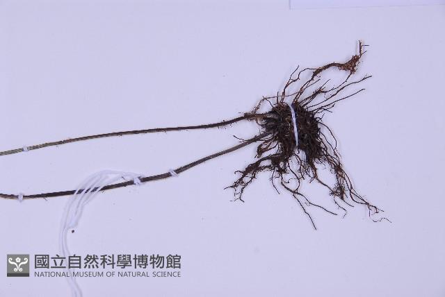 尖葉鐵角蕨藏品圖，第3張