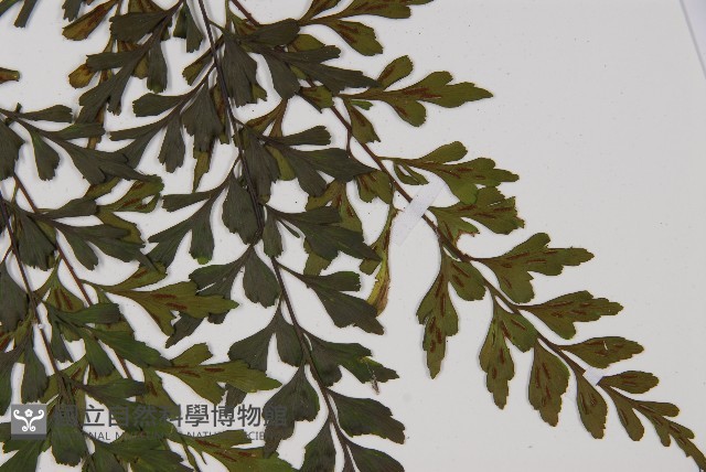 大黑柄鐵角蕨藏品圖，第6張