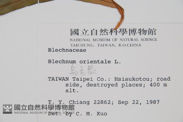 烏毛蕨藏品圖，第2張