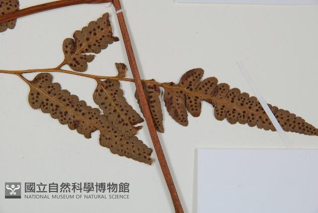 大片複葉耳蕨藏品圖，第3張