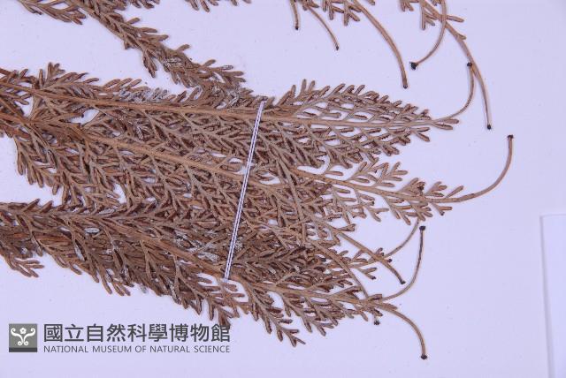 長生鐵角蕨藏品圖，第3張