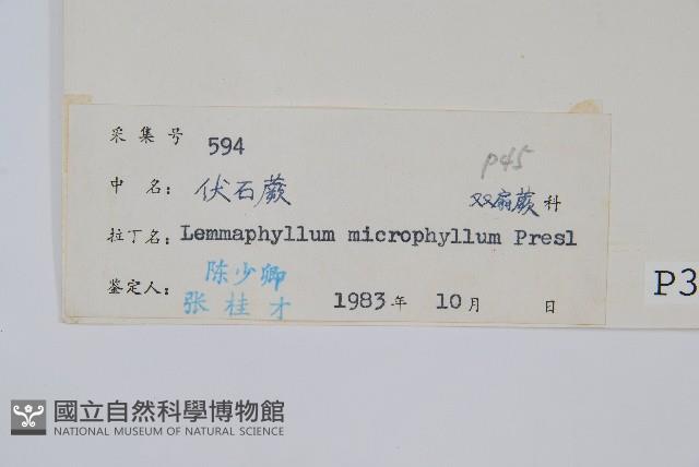 抱樹蕨、伏石蕨藏品圖，第2張