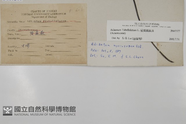 扇葉鐵線蕨藏品圖，第2張