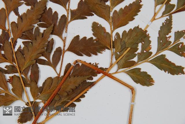 闊葉骨碎補藏品圖，第3張