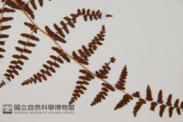 對生蹄蓋蕨藏品圖，第3張