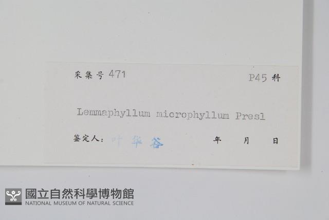 抱樹蕨、伏石蕨藏品圖，第2張