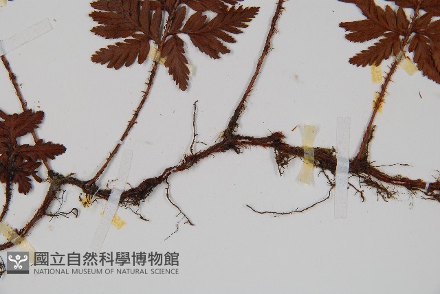 鱗葉陰石蕨藏品圖，第3張