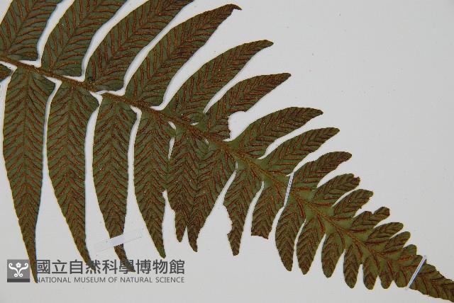 樸氏雙蓋蕨、毛柄蹄蓋蕨藏品圖，第3張