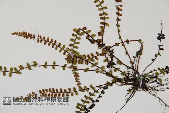 鐵角蕨藏品圖，第3張