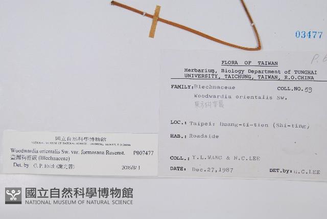 臺灣狗脊蕨藏品圖，第2張