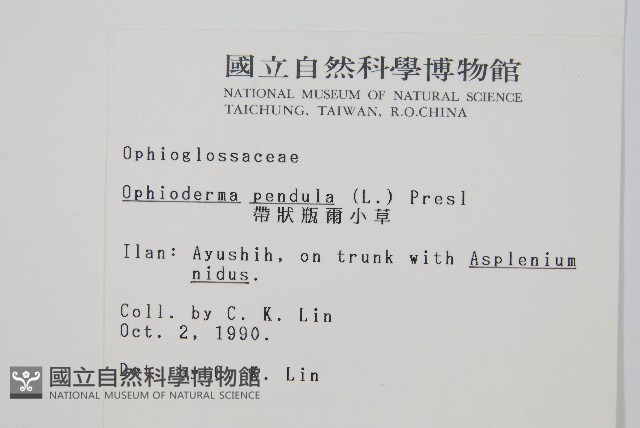 帶狀瓶爾小草藏品圖，第2張