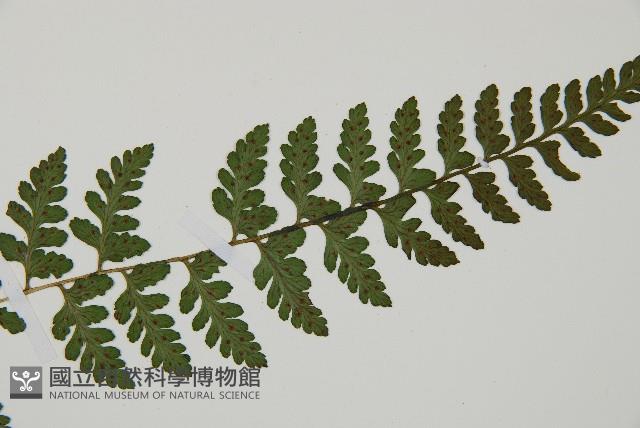 宿蹄蓋蕨藏品圖，第3張