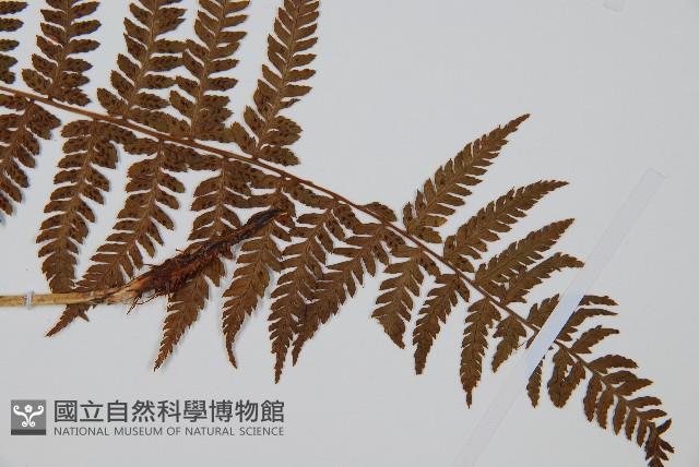 禾稈蹄蓋蕨藏品圖，第3張