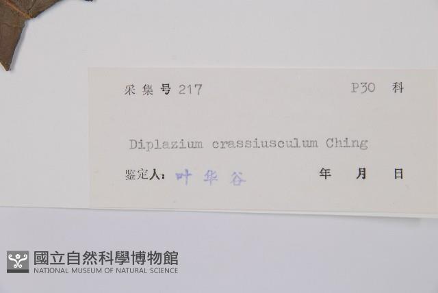 厚葉雙蓋蕨藏品圖，第3張