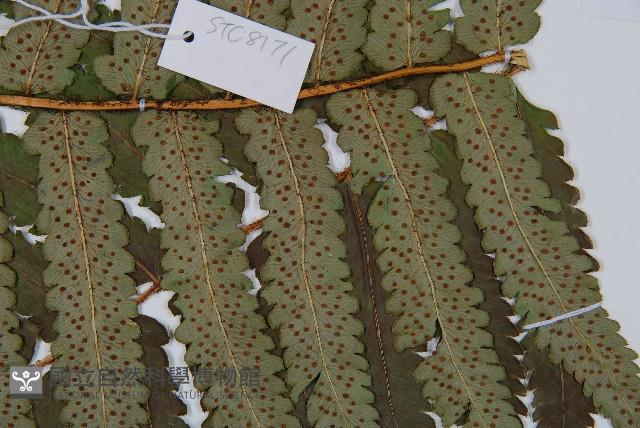 桫欏鱗毛蕨藏品圖，第3張