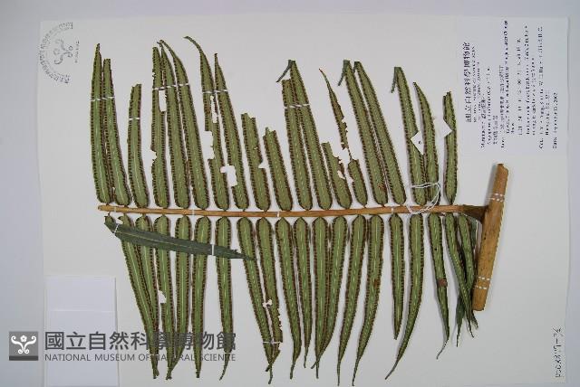 蘭嶼觀音座蓮藏品圖，第3張