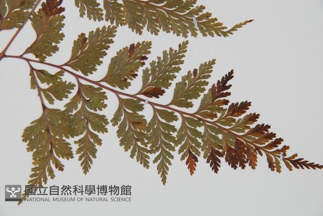 海州骨碎補藏品圖，第3張