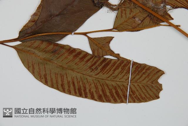 Accession Number:P008977 Collection Image, Figure 3, Total 5 Figures